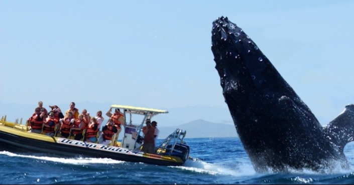 Avistamiento de ballenas San José del Cabo