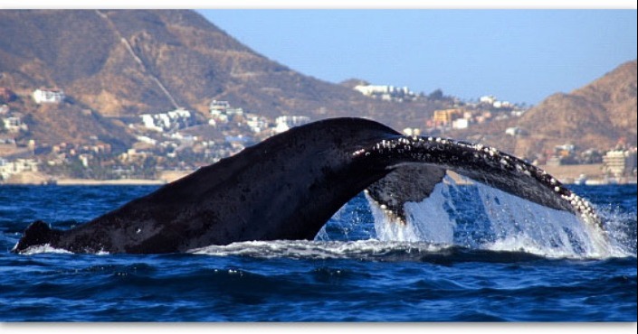 Avistamiento de ballenas San José del Cabo